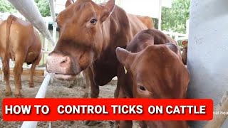 Effective Strategies How to Control Ticks on Cattle  Expert Tips amp Techniques [upl. by Latoniah]