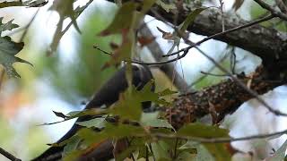 female Pileated Woodpecker foraging [upl. by Litch]