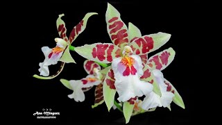 Orquídea Odontoglossum [upl. by Lupien]