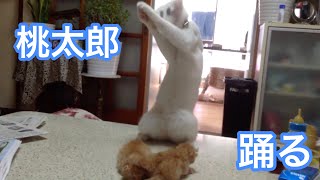 赤ちゃん猫で踊る猫2 [upl. by Aihsitan]