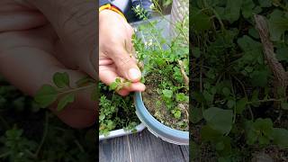 This weed is used in salad topping  Hairy bittercress Cardamine hirsuta plant [upl. by Aryk673]