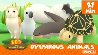 Oviparous Animals Minisode Compilation Part 57  Leo the Wildlife Ranger  Animation  For Kids [upl. by Eittam]