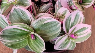 Garden 003 Tradescantia Nanouk Care Guide [upl. by Eanej610]