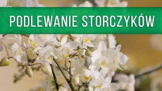 Podlewanie storczyków Niech żyje ogród XNEWSPL [upl. by Drofdeb]