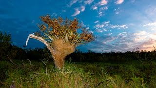 Cigar Orchid Cyrtopodium punctatum in South Florida [upl. by Margaretta]