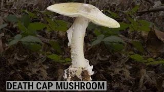 How To Spot The Worlds Deadliest Mushroom [upl. by Boonie]