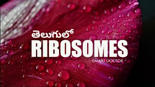 Ribosomes in Telugu [upl. by Bronnie]