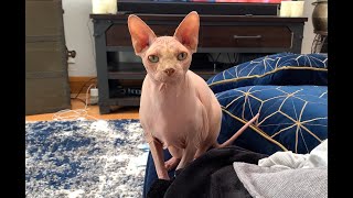 Hairless Cat Talking Unbelievably Cute [upl. by Cutlerr]