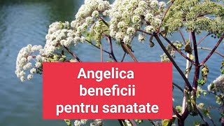 Angelica Archangelica  beneficii pentru sanatate plants remedy nature [upl. by Maurine]