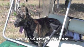 Teach a Great Dane to ride a Golf Cart [upl. by Petie]