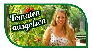 Tomaten richtig ausgeizen pflegen 🍅 Kraut und Braunfäule vorbeugen 🍅 Saatgut gewinnen [upl. by Airamat]