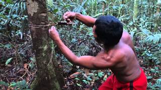 Amazon Jungle Survival  Tatuyu Indian Brazil [upl. by Worrad249]