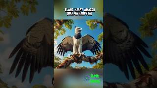 Elang Harpy Amazon  Harpia Harpyjahewanunik hewanlangkahewanhutanamazonilmusainsmengenalhewan [upl. by Neetsirhc]