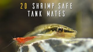 Ideal Dwarf Shrimp Tank Mates For A THRIVING Community Aquarium [upl. by Abel]