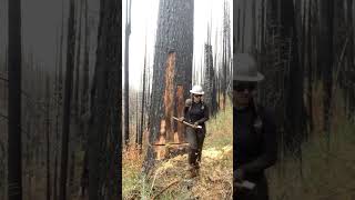 cut the forest tree with iron shortsvideo [upl. by Nosduh]