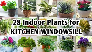 28 Indoor Plants for Kitchen Windowsill  Indoor Kitchen Plants to grow  Plant and Planting [upl. by Levenson]