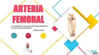 Anatomía  Arteria Femoral Trayecto Relaciones Ramas [upl. by Ondrej]