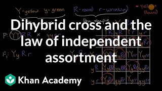 Dihybrid cross and the Law of Independent Assortment  High school biology  Khan Academy [upl. by Ahtnamys]