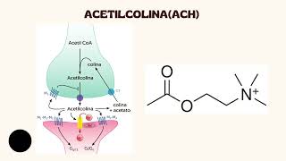 Explicación del músculo pterigoideo externo ✅ [upl. by Anerac]