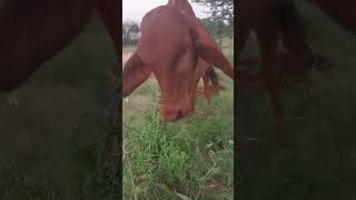 grassland cow viralshorts animals animallover calf tejaldjsound music viralvideo tranding [upl. by Giza583]