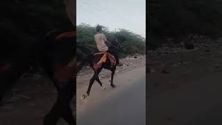 ghode ki reval chal ki aavaj suno listen horse foot beatsingle footing horse equestrian shorts 🏇 [upl. by Collayer]