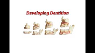 developing dentition [upl. by Downing]