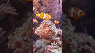 Clownfish or anemonefish view viralvideo youtubeshorts clownfish [upl. by Donnell176]