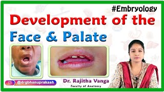 Development of the Face and Palate  Human Embryology by Dr Rajitha [upl. by Mavis]