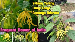 Yalang Yalang Langi Langi Cananga Odorata Fragrant flower of India [upl. by Iruahs]