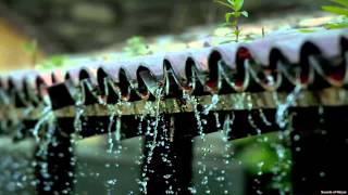 Sound of Raindrops on Rooftop  Thunderstorm Recording wbird chatter in background [upl. by Mateya]