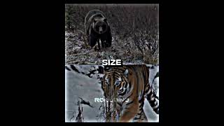 SIBERIAN TIGER VS GRIZZLY BEAR shorts battle fyp [upl. by Aynom]