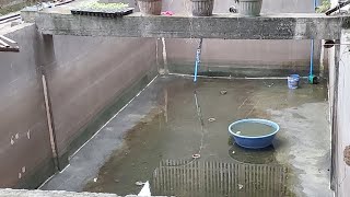 Pond Preparation for Hito Farming using Biofloc Technology [upl. by Anauqahc]