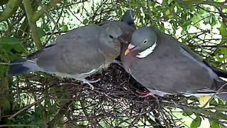 110811 NORFOLK WOOD PIGEON TAKE FLIGHT [upl. by Anilam]