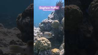 Fish with a Dog Personality  Wild Dogface Puffer shorts nature ocean fish aquarium [upl. by Ainwat]