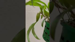 Coelogyne Fimbriata [upl. by Weider213]