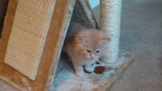 Ms Diaries  Maine Coon Kitten 8 weeks old [upl. by Woolson]