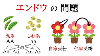 【生物】遺伝の規則性。エンドウの丸系としわ系。自家受粉と他家受粉を解説！【中3理科】 [upl. by Linnet]