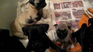 Pug Puppies in pen crying and wimpering [upl. by Neeron935]