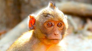 ORANGE EYE MONKEYS GOT STRANGE LOOKING [upl. by Karon]