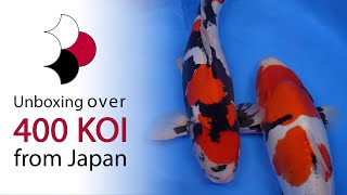 Our largest shipment of koi ever  Unboxing of 433 koi shipped directly from Japan [upl. by Elgna]