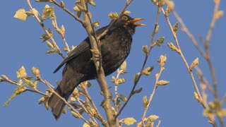 Oiseau qui Chante Le Chant du MERLE NOIR [upl. by Ennaeed]