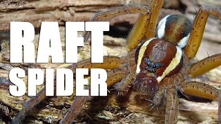 UK Raft spider  Dolomedes fimbriatus [upl. by Sauncho80]