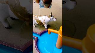 cow bathed with hand pump water Part 2 [upl. by Montagna]