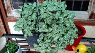 Best Shade Loving Plant  Fittonia  Nerve Leaf Plant  How to Grow and Care Fittonia Plant [upl. by O'Mahony959]