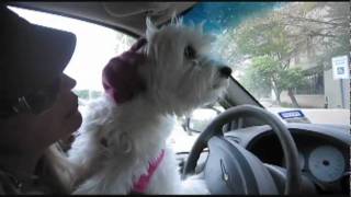 My Maltese Dog Crying [upl. by Langsdon]