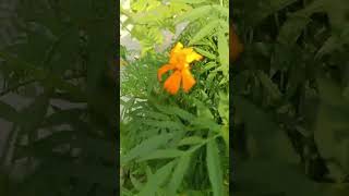 MarigoldTagetes । गेंदे का फूल। asteraceae family plant [upl. by Farlay157]