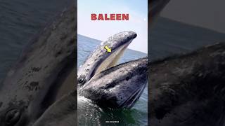 How whale Baleen Works facts whale shorts [upl. by Nnaycnan]