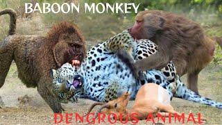 Baboon monkey dangerous animal  monkey [upl. by Atteselrahc]