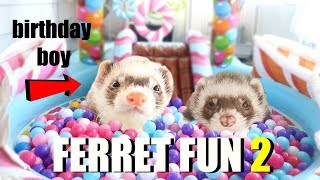 SPOILING My Cute Pet Ferrets Insane Ferret Fun Part 2 [upl. by Kunkle27]