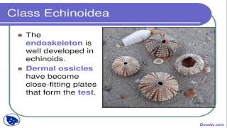 Phylum Echinodermata Class Echinoidea [upl. by Ynnej]